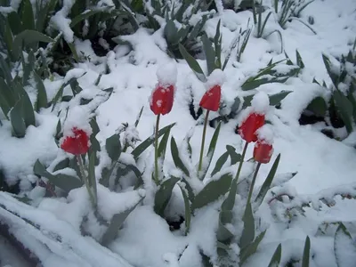 Фон снежных цветов: превосходное сочетание природы и искусства