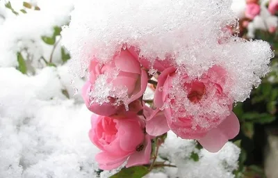 Цветы в снегу: изысканные фотографии для вас