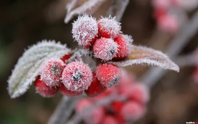 Фото чудесных цветов на фоне снега: сила и нежность природы