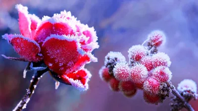 Расцветайте свой мир с цветами в снегу: обои для полного наслаждения