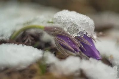 Фотографии цветов в снежной сказке: природа, как произведение искусства