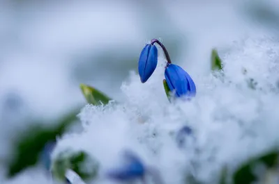 Изумительные цветы на снежном фоне: настоящее волшебство