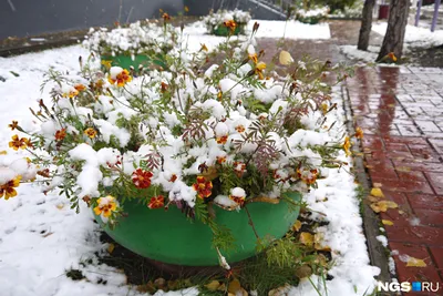 Цветы в снегу: обои для создания атмосферы загадочности