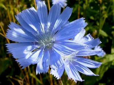 Василек синий, смесь, семена цветов, Legutko, Польша