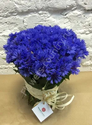 Обои Цветы Васильки, обои для рабочего стола, фотографии цветы, васильки,  синий Обои для рабочего стола, скачать обои картинки заставки на рабочий  стол.