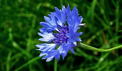 Цветы васильки, лепестки синего цвета…» — создано в Шедевруме