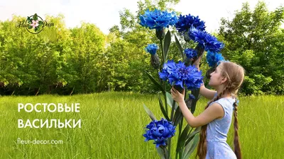 Цветы Васильки Блум - Бесплатное фото на Pixabay - Pixabay