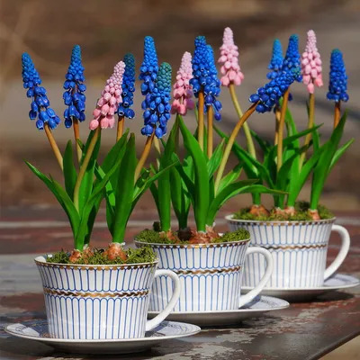 Какие цветы сажать весной в открытый грунт — список лучших и советы от  IVD.ru | ivd.ru