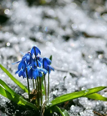 Сезонные цветы – Весна - Блог DOBRO34.RU