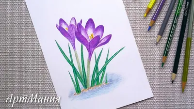 Весенние цветы: выращиваем на подоконнике | Блог Ангстрем
