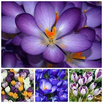 Какие цветы цветут весной первыми - названия, фото и описания