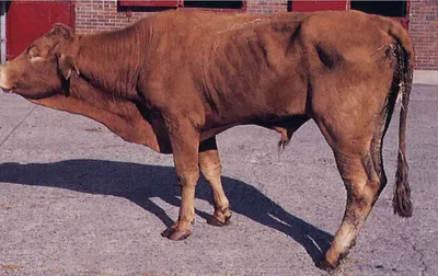 О профилактике туберкулёза крупного рогатого скота — Удмуртский  ветеринарно-диагностический центр