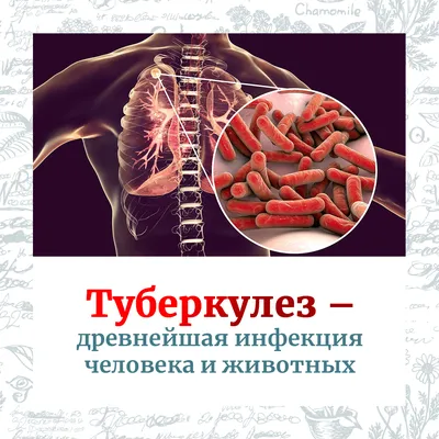Туберкулез – заболевание, которое легче предупредить, чем лечить |  Российский аграрный портал