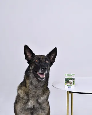 POLIDEX д/собак Гелабон плюс 300 тб. ( 1таб на 10 кг) - купить с доставкой  по выгодным ценам в интернет-магазине OZON (275883723)