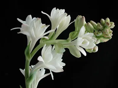 Вебпская версия душистого цветка Туберозы