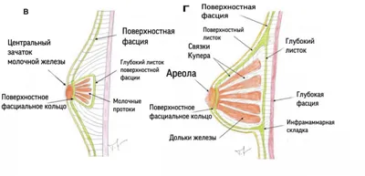 Птоз молочных желез: описание, лечение, пластика груди | Маммологический  Центр