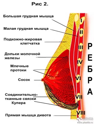 Коррекция тубулярности груди | Yurchenko Plastic Surgeon Team