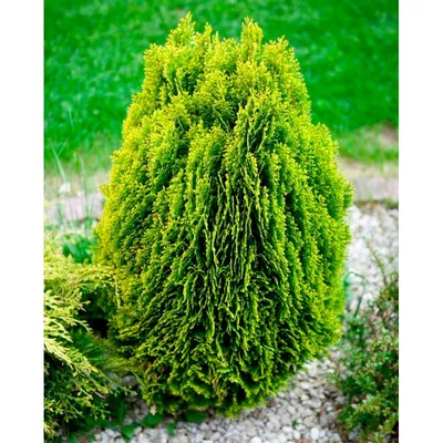 Туя східна Ауреа Нана (Thuja orientalis Aurea Nana) купить, Туя східна Ауреа  Нана (Thuja orientalis Aurea Nana) цена, Туя східна Ауреа Нана (Thuja  orientalis Aurea Nana) недорого