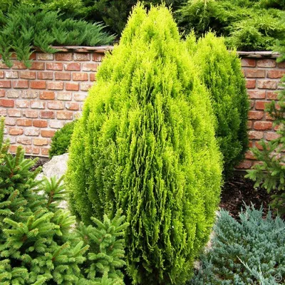 Туя восточная Ауреа Нана Thuja orientalis Aurea Nana - купить декоративные  и хвойные растения с доставкой по Украине в магазине Добродар