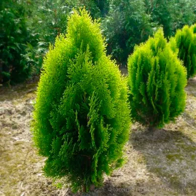 Туя восточная Ауреа Нана Thuja orientalis Aurea Nana - купить декоративные  и хвойные растения с доставкой по Украине в магазине Добродар