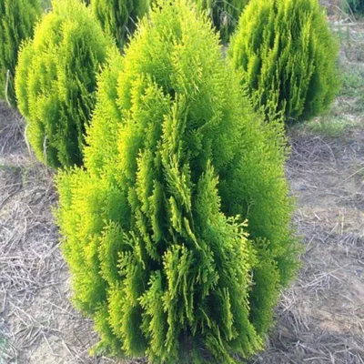 Thuja \"Aurea nana\"- Туя восточная Ауреа Нана