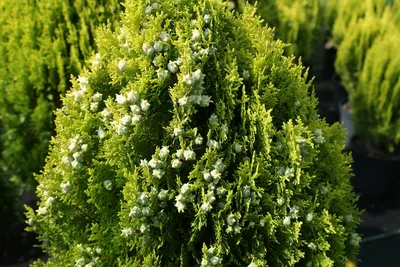 Купить Туя західна Ауреа Нана / Thuja orientalis Aurea Nana С45/Н250:  продажа саженцы декоративных деревьев и кустарников от \"Ворзель Сад\" -  1896464033