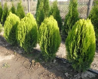 Туя восточная Ауреа Нана / Thuja Platycladus orientalis Aurea Nana С3, Н  20-30 – фото, отзывы, характеристики в интернет-магазине ROZETKA от  продавца: ImportPlant | Купить в Украине: Киеве, Харькове, Днепре, Одессе,  Запорожье, Львове