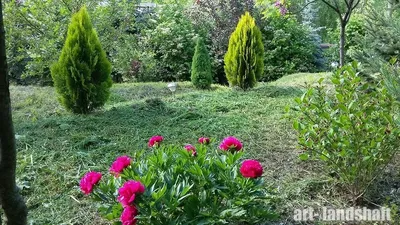 Туя восточная Ауреа Нана 🌿 по выгодной цене в Москве - купить саженцы  Aurea Nana в питомнике «Зеленый Рай»