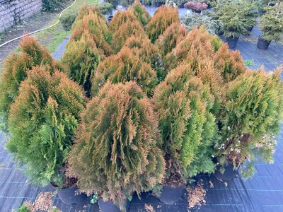 Туя западна 'Ауреа Нана' (Thuja occidentalis 'Aurea Nana')