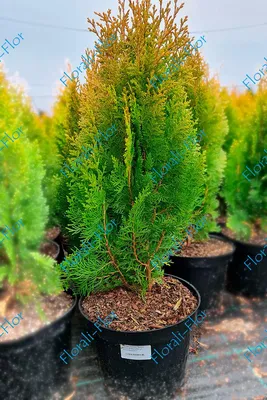 Thuja 'Aurea Nana', Туя восточная 'Ауреа Нана'|landshaft.info