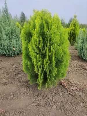 Thuja 'Aurea Nana', Туя восточная 'Ауреа Нана'|landshaft.info