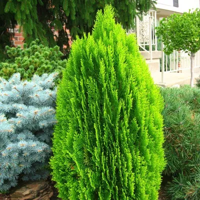 Thuja or. Aurea Nana (Туя Ауреа Нана) | Растения за градината