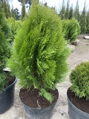 Купить Тую восточную Аурея Нана. Thuja orientalis Aurea Nana саженцы |  PLANTE.md