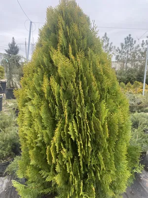 Туя східна Ауреа Нана (висота 1,2м) лат. \"Thuja / Platycladus orientalis  Aurea Nana\" - вічнозелене дерево з щільною яйцевидною формою крони. -  GoldForest