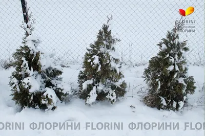 Туя западная Смарагд Thuja occidentalis Smaragd