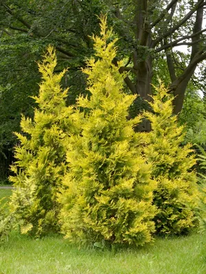 Семена Туя западная Голден Брабант (Thuja occidentalis Golden Brabant), 30  штук