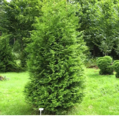 Thuja 'Golden Smaragd', Туя западная 'Голден Смарагд'|landshaft.info