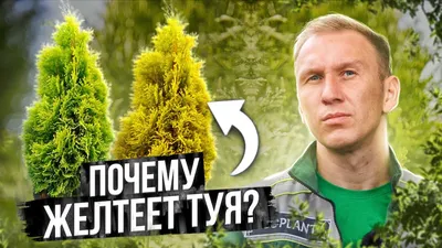 ☆Туя западная \"Брабант\"☆ купить в Екатеринбурге от 1500 руб