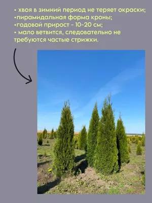 Саженец западной туи 'Брабант'/Thuja occidentalis 'Brabant' С5/100-120 —  цена в Ижевске, купить в интернет-магазине, характеристики и отзывы, фото