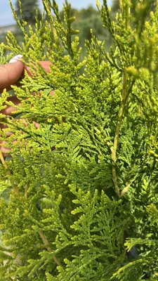 Туя западная Брабант (Thuja occidentalis Brabant) - Хвойные растения весна  2024 года - купить туи, сосны, ели.