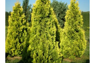 Thuja occidentalis 'Brabant' — Википедия