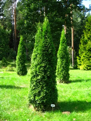 Thuja occidentalis 'Golden Brabant', Туя западная 'Голден Брабант '|landshaft.info