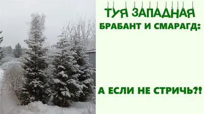 Туя Смарагд 🌲 - купить саженцы туи недорого в Москве в питомнике «Зеленый  Рай», каталог и цены