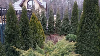 Туя западная Голден Брабант (Thuja occidentalis Golden Braband) купить, Туя  западная Голден Брабант (Thuja occidentalis Golden Braband) цена, Туя  западная Голден Брабант (Thuja occidentalis Golden Braband) недорого