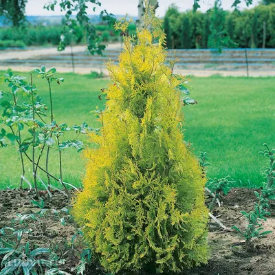 Туя западная Еллоу Риббон / Thuja occidentalis Yellow Ribbon, заказать,  купить в Перми, цена - Саженцы хвойных деревьев кустарников - питомник  «Анютины Глазки»
