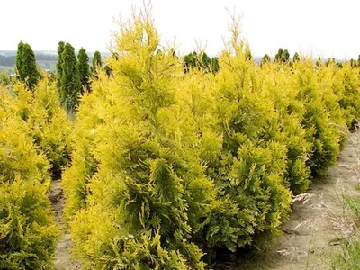 Туя западная Еллоу Риббон (Thuja occidentalis Yellow Ribbon) 180 до 200 см  | XSV.BY