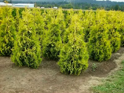 Туя западная Еллоу Риббон (Thuja occidentalis Yellow Ribbon)