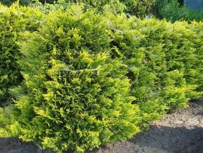 Туя західна 'Yellow Ribbon' / Thuja occidentalis 'Yellow Ribbon' -  Розсадник декоративних рослин «Зелена Бухта»