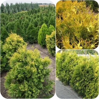 Туя западная `Еллоу Рибон`, Thuja occidentalis `Yellow Ribbon`