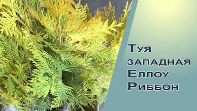 Питомник растений \"Урожай\" Вологда - Туя западная Еллоу Риббон 40см